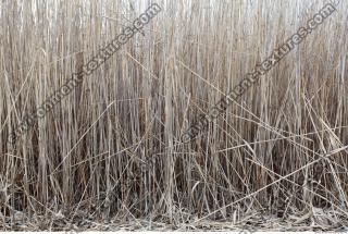 Photo Texture of Grass Tall 0005